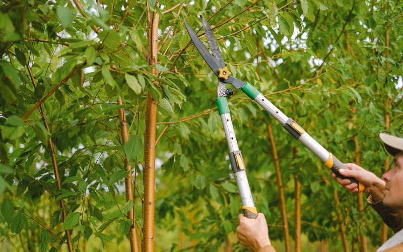Tree trimming in Deshler, NE