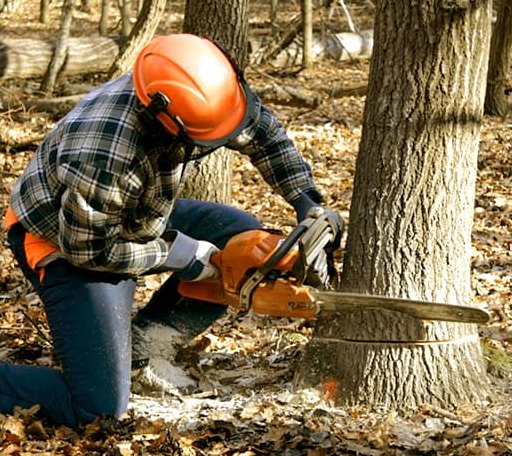 Tree Removal in Deshler, NE